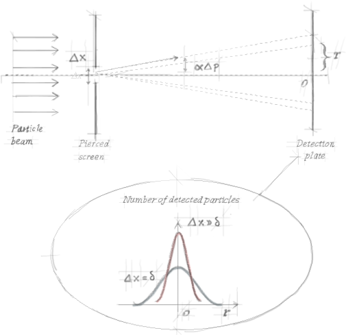 The diffraction pattern displayed by the particles in the slit experiment. The spread is larger when the slit is narrow (red curve) than it is when the slit is wide (blue curve).